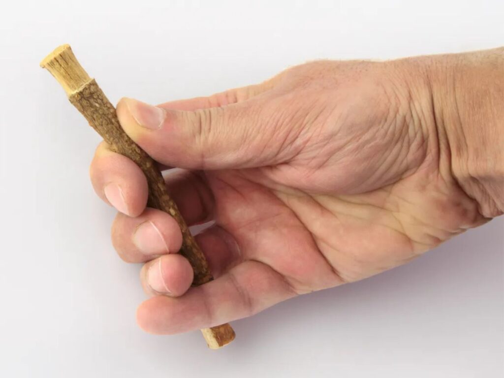 A hand holding a traditional chewing stick with frayed bristles, a natural toothbrush commonly used for oral hygiene during the Middle Ages before modern tools were available.